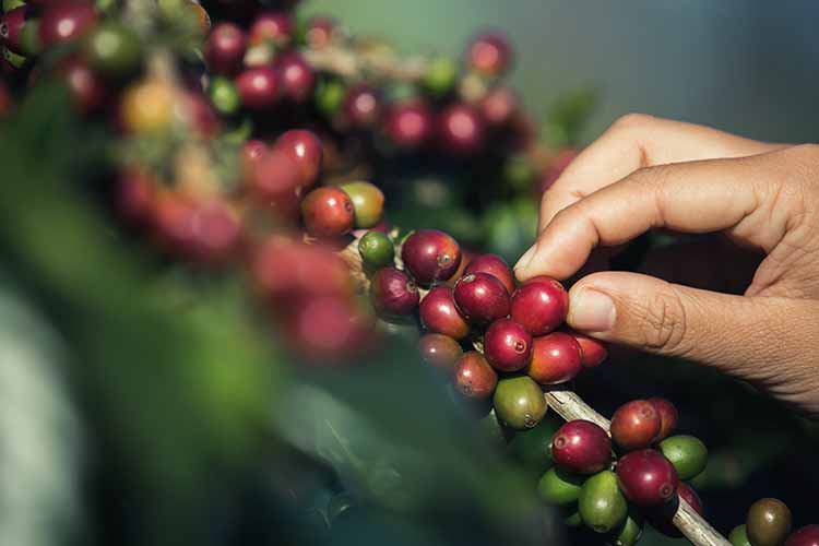 trusot agricultura cafe 02