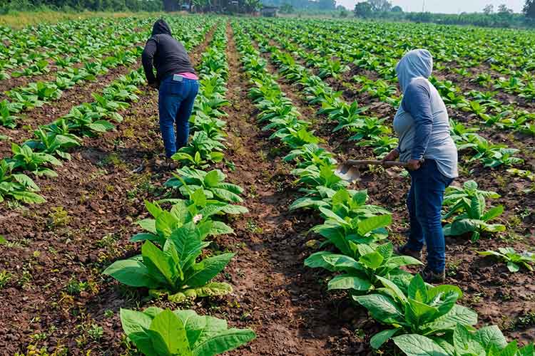 trusot agricultura tabaco 03